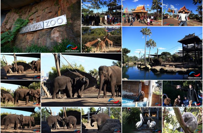 “9 วันในซิดนีย์” ตอน 3 “ช้างไทย” ขวัญใจนักท่องเที่ยวทั่วโลกที่ สวนสัตว์ Taronga Zoo, Sydney