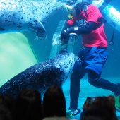 Coex Aquarium พิพิธภัณฑ์สัตว์น้ำ กลางกรุงโซล