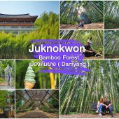 สวนป่าไผ่ Juknokwon Bamboo Garden