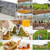 innisfree Jeju House เกาะเชจู