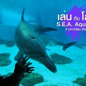 โลมา แสนรู้ : S.E.A. Aquarium สิงคโปร์