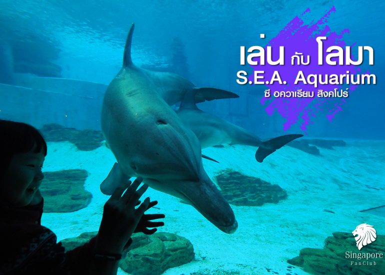 โลมา แสนรู้ : S.E.A. Aquarium สิงคโปร์