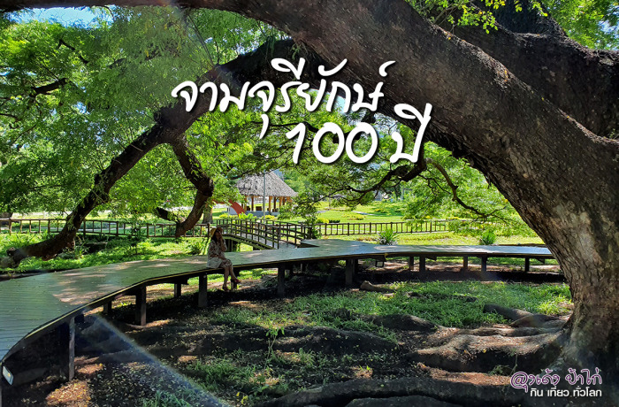 จามจุรียักษ์ 100 ปี unseen กาญจนบุรี