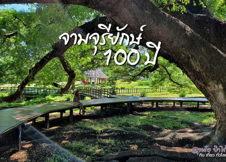 จามจุรียักษ์ 100 ปี unseen กาญจนบุรี