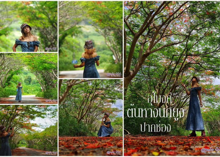 อุโมงค์ต้นหางนกยูง เขาใหญ่ – ปากช่อง